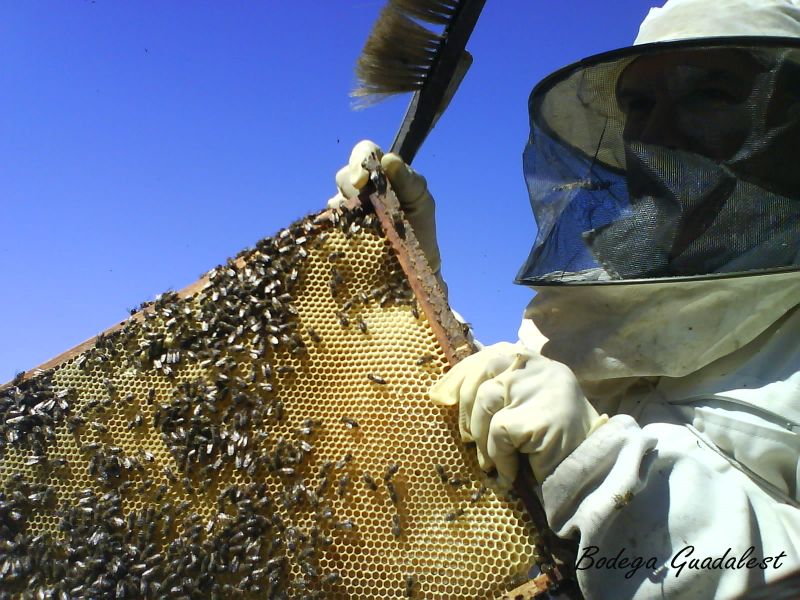 nuestra apicultor trabajando