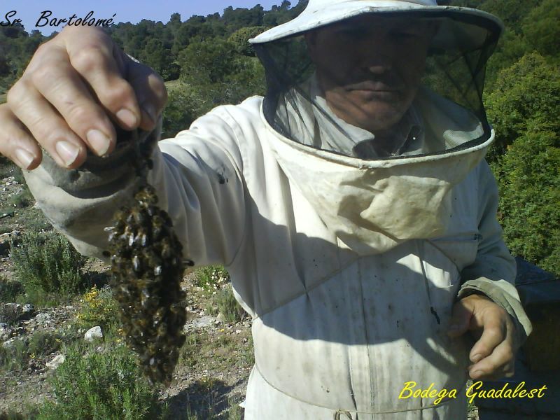 Nuestro apicultor trabajando