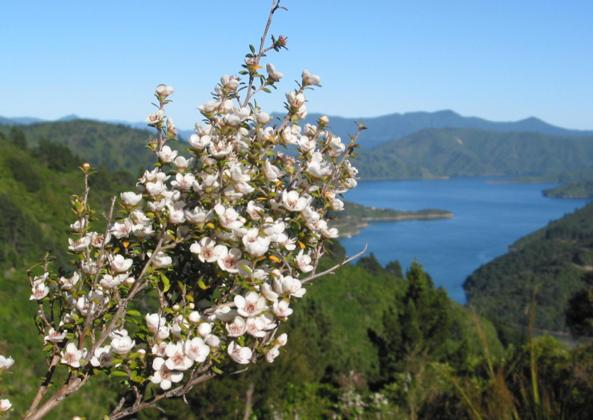 Arbusto de Manuka en flor